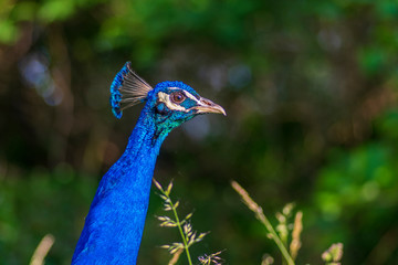 Pavo cristatus majestic blue bird, beautiful animal on green grass lawn background in sunlight