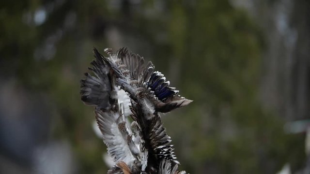 Dead birds wings implemented as part of bulgarian kuker mask