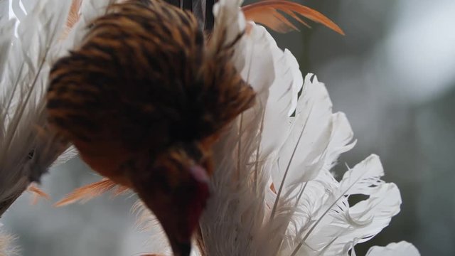 Real chicken head part of decoration in bulgarian kuker mask.