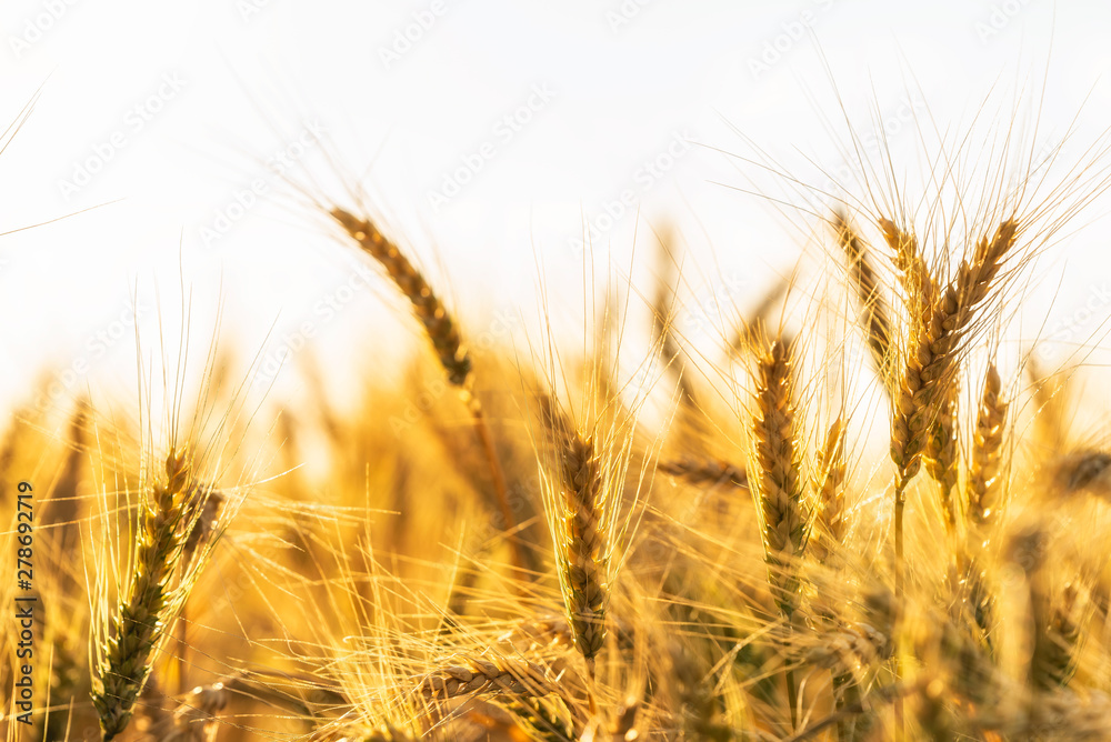 Wall mural wheat field at sunset