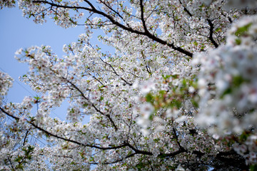 葉桜