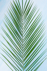 on a light background, green leaf of a palm tree, close-up