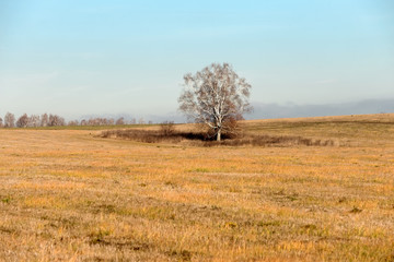 Autumn landscape. Birch on a mowed agricultural field
