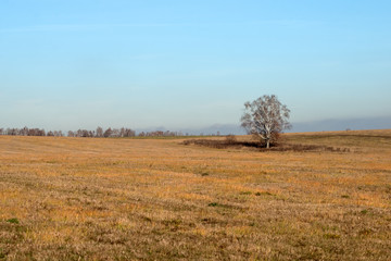 Autumn landscape. Birch on a mowed agricultural field