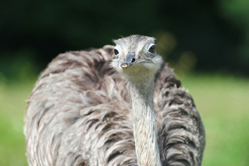 portrait of common ostrich with green background