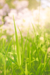 Soft Focus Summer Garden Background