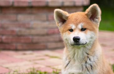Akita inu puppy portrait in the garden
