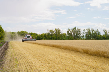 Fototapeta na wymiar Combine harvester harvests ripe wheat. agriculture tractor