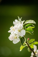 Beautiful, white apple tree blossoms  blooming in a sunny day. Spring scenery in garden.