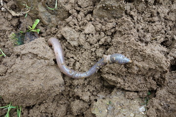 ミミズ