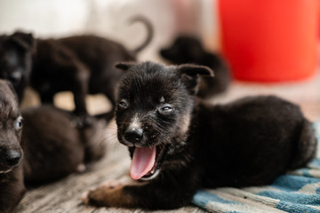 Homeless, ugly black puppies