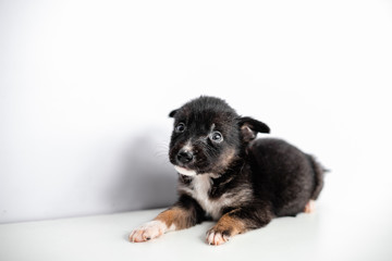 Homeless, ugly black puppies