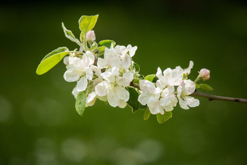 Obraz na płótnie Canvas Beautiful, white apple tree blossoms blooming in a sunny day. Spring scenery in garden.