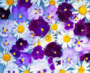 Obraz premium Bright summer floral background of pansy flowers and daisies in raindrops. Top view, close-up, flat lay