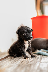 Homeless, ugly black puppies