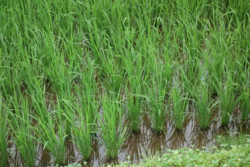 梅雨の水田