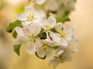 Fototapeta premium Beautiful, white apple tree blossoms blooming in a sunny day. Spring scenery in garden.