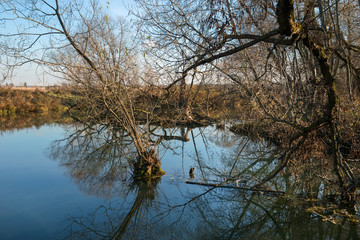 Obraz premium Autumn forest river water panorama. Natural color.