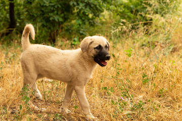 mongrel puppies playing 
