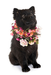 puppy Finnish Lapphund in studio