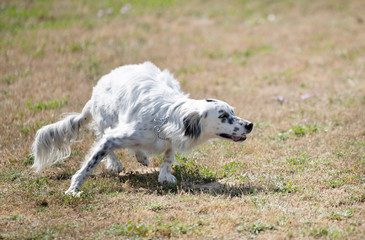 english setter in nature