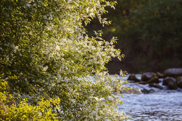 A beautiful bird cherry blossoms blooming in the spring at riverside. Flowering tree in country.