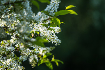 A beautiful bird cherry blossoms blooming in the spring at riverside. Flowering tree in country.