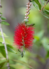 Fototapeta premium Callistemon citrinus bottle brush red flower in garden