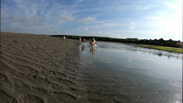 Dogs swimming and running towards camera, low angle.
