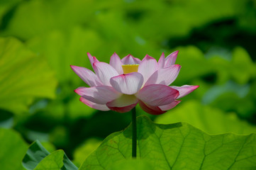 逆光を浴びているハスの花