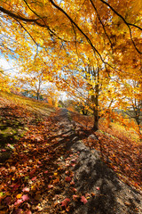Yellow tree with shadow on the ground.