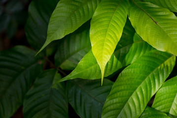 green leaves background in spring season