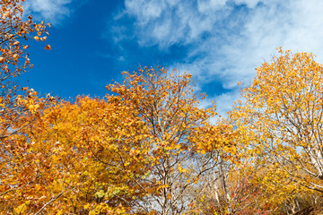 Yellow trees with blue cloudy sky.