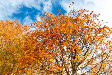 Yellow and orange trees with blue sky and leaves falling out.