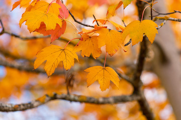 Naklejka na ściany i meble Orange maple leaves on the tree.
