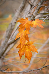 Stack of orange brown maple leaves.