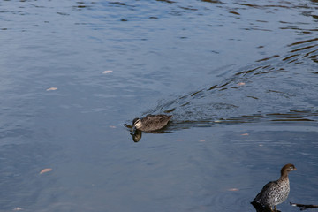 Duck swimming on the lake.