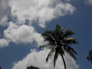 palm trees against blue sky