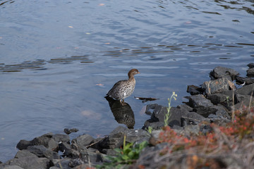 A duck standing on the shore near rocks.