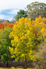 Yellow green autumn coloured trees under sunlight.