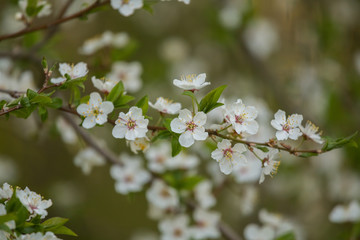 A beautiful cherry blossoms blooming in the spring. Garden fruit tree in flowers.