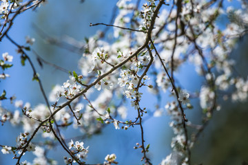 A beautiful cherry blossoms blooming in the spring. Garden fruit tree in flowers.