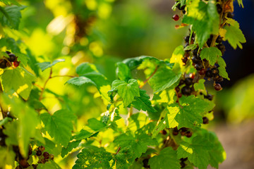 Bunches of Black currant on a branch