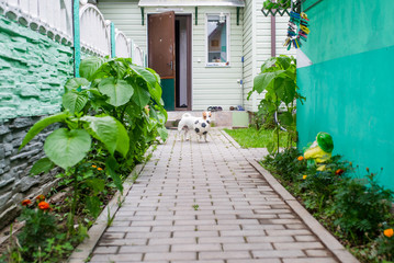 Fototapeta na wymiar Dog with soccerball in the yard in the village.
