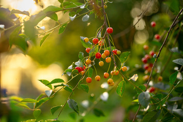 Cherry berries on a tree branch
