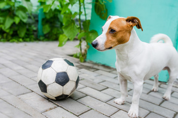 Jack russell terrier dog and soccerball.