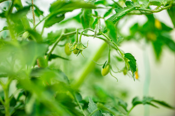 Fototapeta na wymiar green tomatoes hanging on a branch