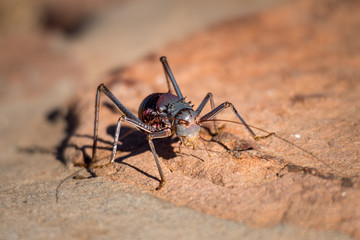 Namibia Afrika Rundreise