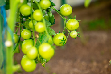 green tomatoes hanging on a branch