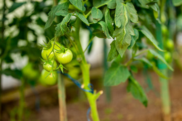 green tomatoes hanging on a branch